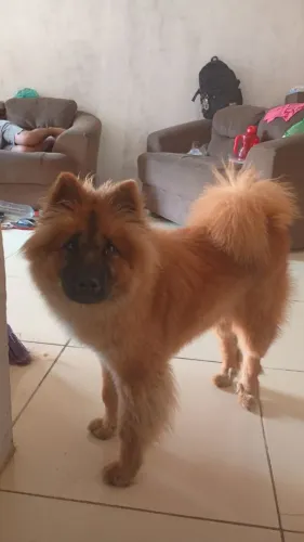 Doação Filhote Chow-Chow