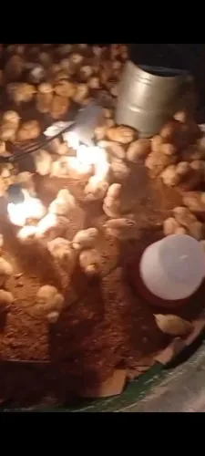 Pintinhos pesadão e pescoço pelado 