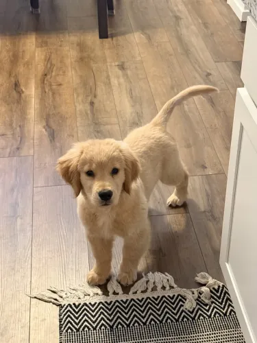 Golpe retriever de apenas 3 meses 