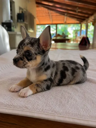 Filhotes de chihuahua Pelo Curto 