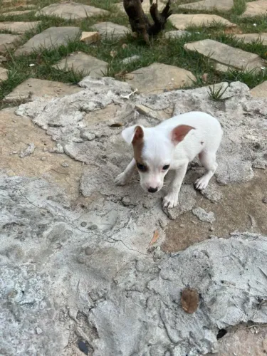 Pinscher zero