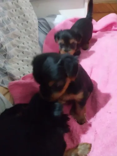 Cachorro filhotes de Yorkshire