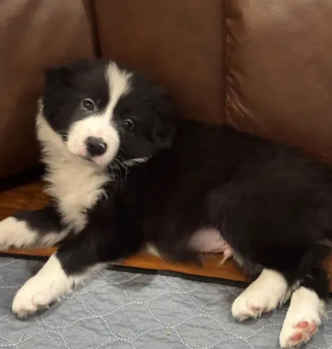 Filhotes de Border Collie | Amor em cada momento
