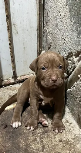PIT MONSTER 2 MESES