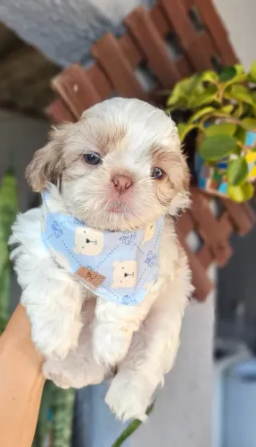 Filhotinhos de Shih Tzu/ Shitzu brincalhões para crianças macho e fêmea com garantias SP