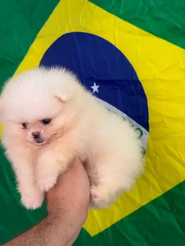 Spitz alemão 