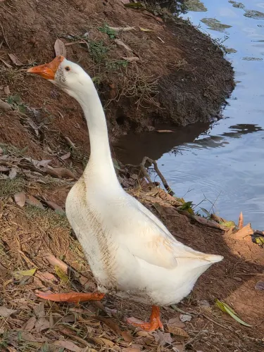 Vendo ganso macho ou troco por fêmea 