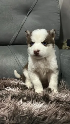 Filhote de husky siberiano 