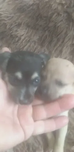 Vendo casalzinho filhote de pinscher valor 450 o casal pitoquinho 991 90-51-98