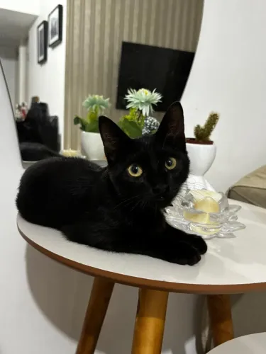 Gatinho de 1 ano para adoção