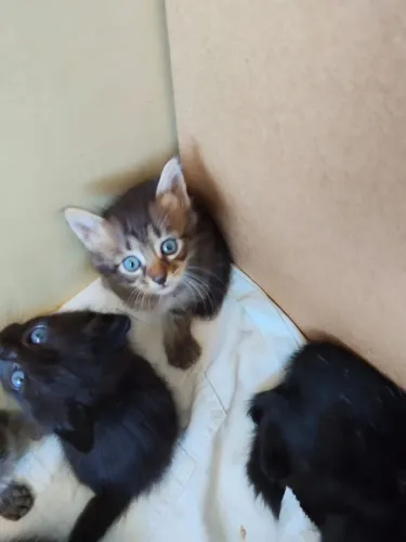 6 filhotes de gatos para doação