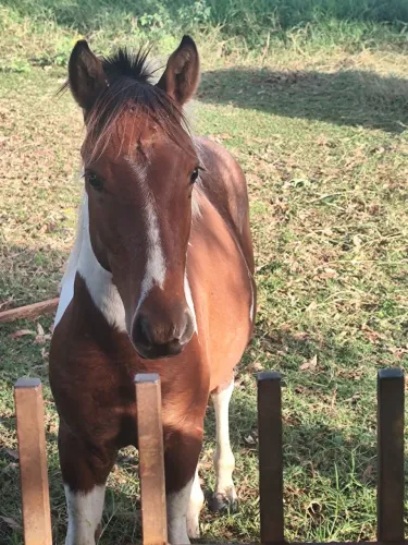 Vende- se esse potro, com 1 ano de idade