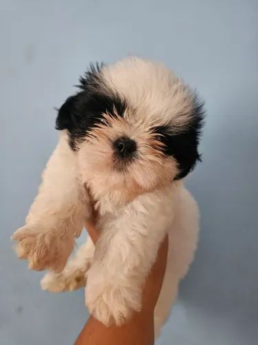 Filhote de Shitzu machinho