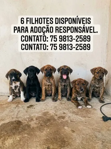 6 Filhotes adoráveis disponíveis para adoção