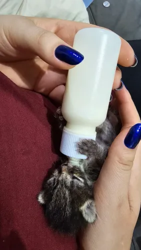 Doação de GATOS