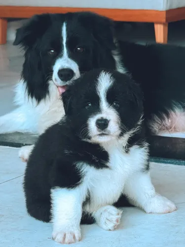 Filhotes Border Collie Macho