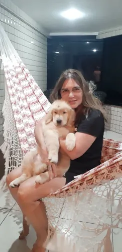 Golden Retriever filhotes de excelente padrão 