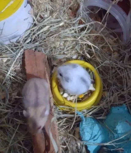 Hamster anão russo 