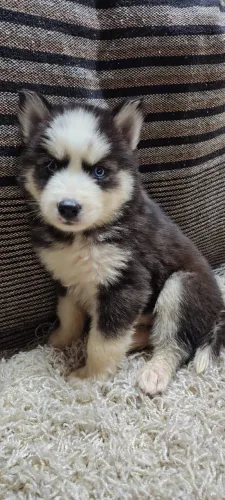 Husky Siberiano lindos bebês disponíveis