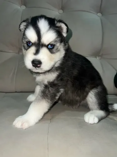 Husky siberiano Filhotinho que pode fazer você mudar de ideia