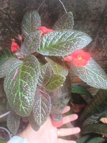 Plantas mudas de Tapete-de-rainha ou Episcia vermelha