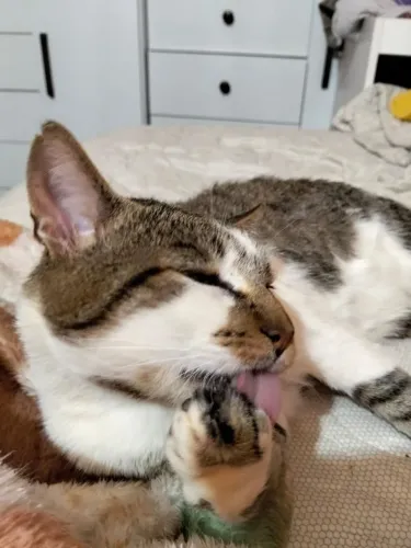 Gato Macho Castrado para Adoção Responsável 