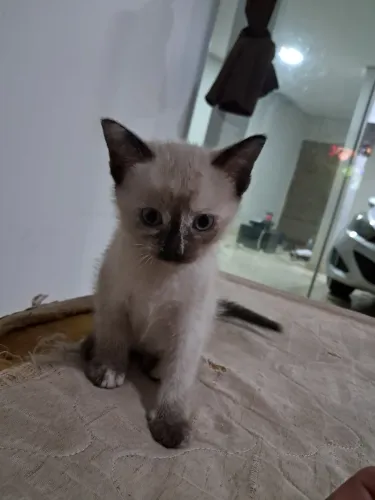 Doação de gatinhas fêmeas