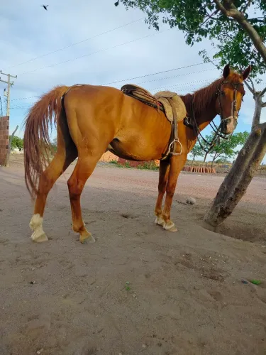 Vende-se cavalo