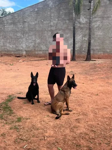 Pastor belga malinois