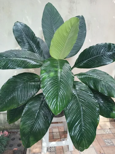 Vaso com plantas