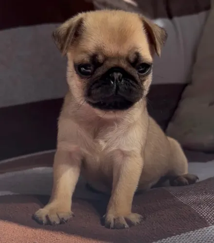 Pug femea bem pequenininha