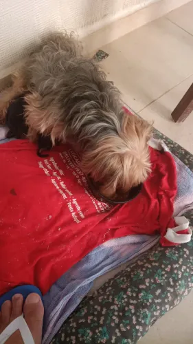 Vendo filhotes de yorkshire mãe bem pequena