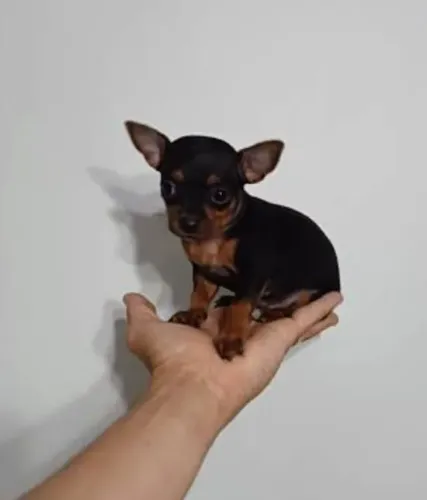 Pintier mini