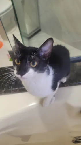 Gatinhas filhotes para adoção responsável