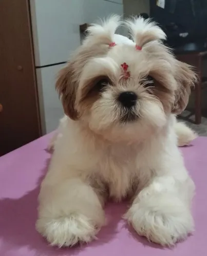 Shih tzu