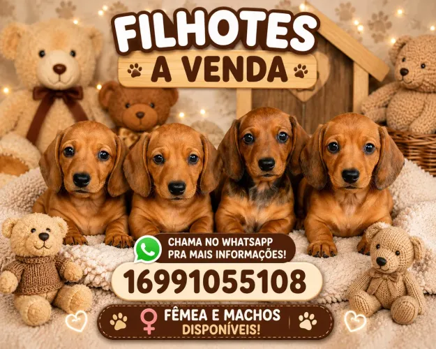 Filhotes de Basset Dachshund mini