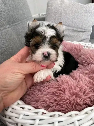 Yorkshire terrier Biewer amor em 4 patinhas hoje 