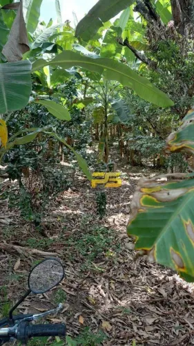 SÍTIO À VENDA  OPORTUNIDADE NA ZONA RURAL DE BANANEIRAS-PB