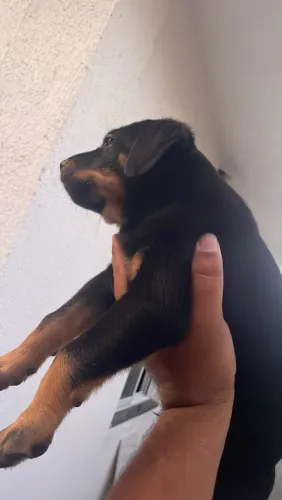 Rottweiler