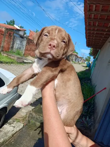 Pit Bull 