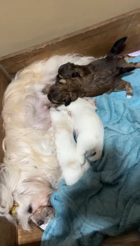 Lindos filhotes de shih tzu 