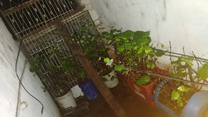 Mudas de uva no balde 