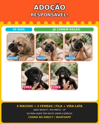 Adoção responsável