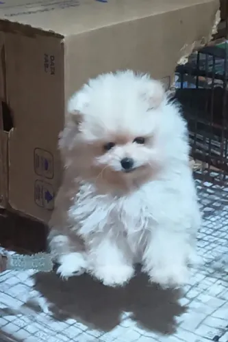 Lulu da Pomerania 