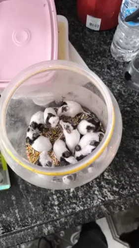 vendo topolinos
