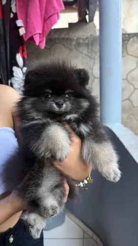 Spitz alemão machinho