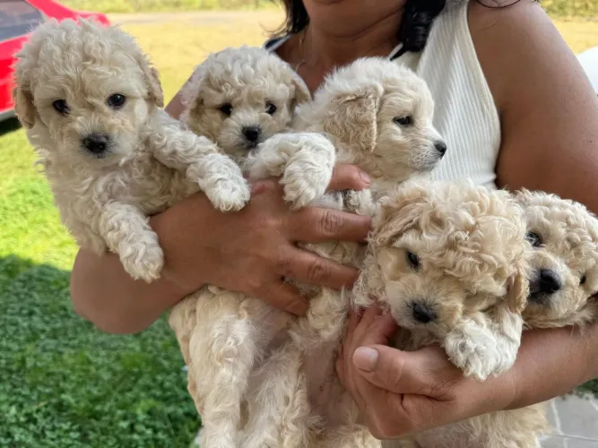 Poodo mini toy bem pequenos