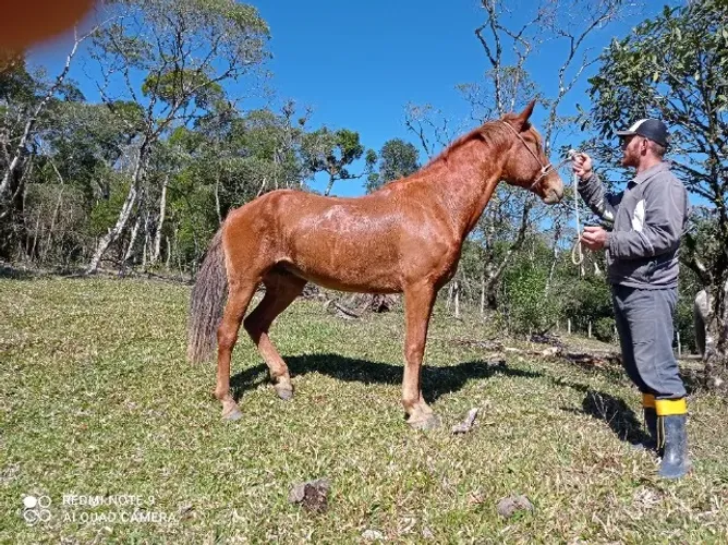 Cavalo campolina marchador.