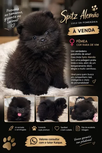 LULU DA POMERÂNIA