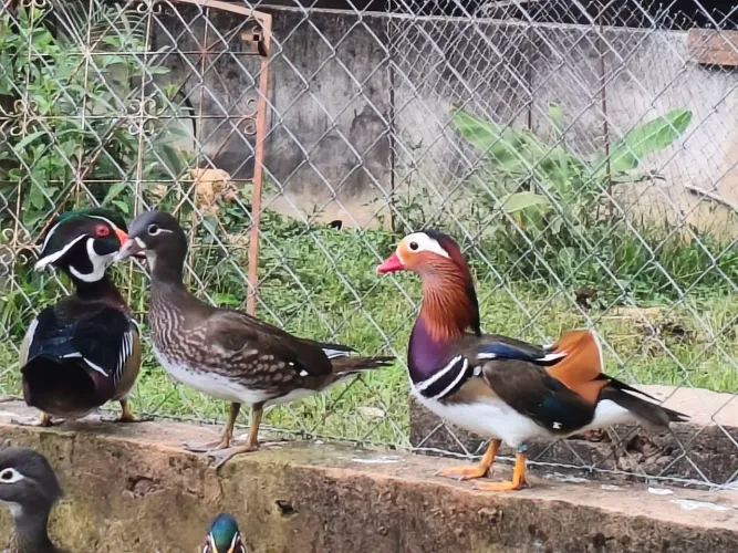 Pato Mandarim